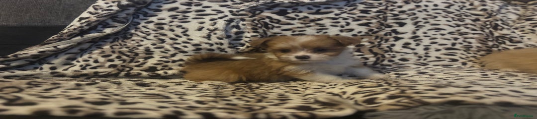 Mixed Breed Puppy 3