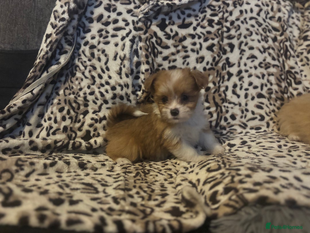 Mixed Breed dogs for sale: Chorkie-apso puppies  - Image 1