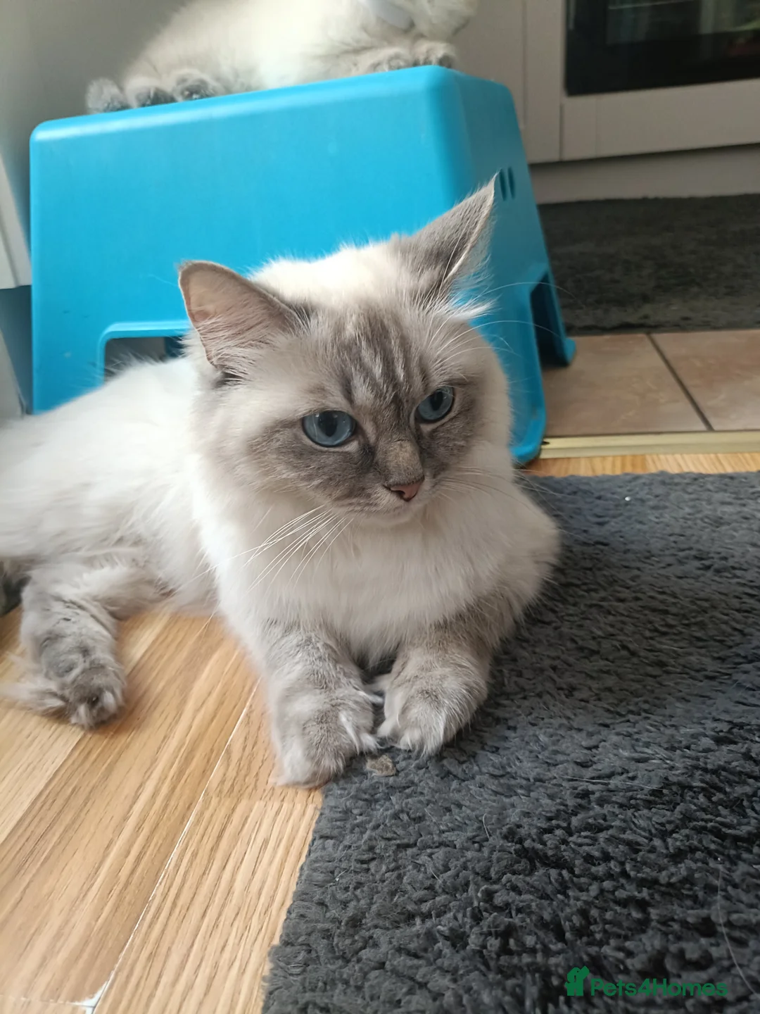 Ragdoll cats for sale: 🌸🌸 BEAUTIFUL RAGDOLL 🌸🌸ALL AVAILABLE 🌸🌸 - Advert 19