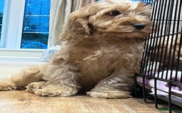 Cockapoo dogs for sale: Healthy Cockapoos boys fully vaccinated  - Image 23