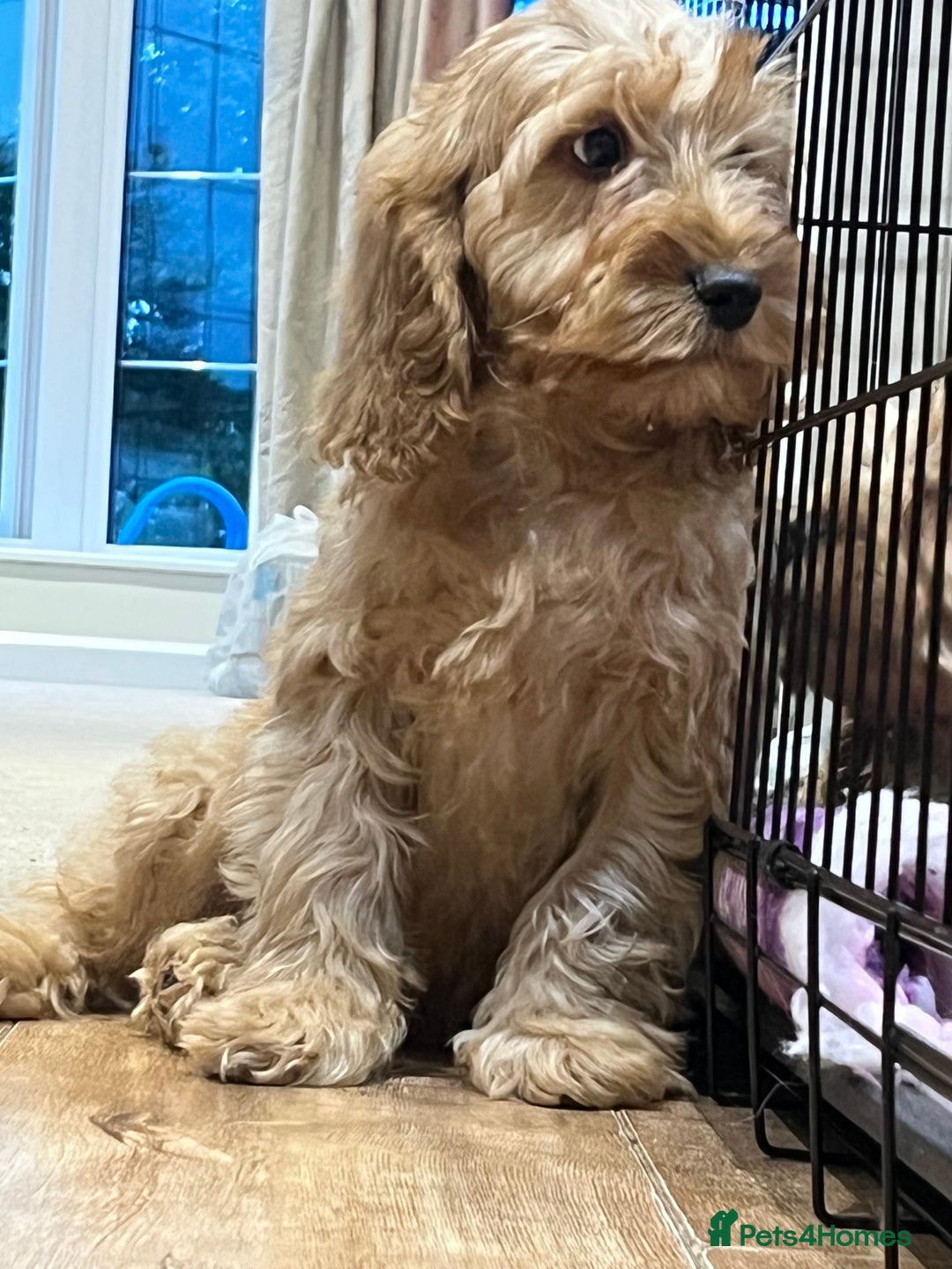 Cockapoo dogs for sale: Healthy Cockapoos boys fully vaccinated  - Image 23