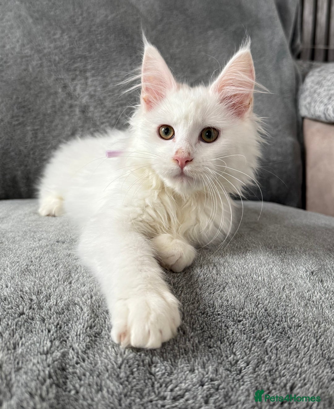 Maine Coon cats for sale: Maine Coon Kittens TICA Registered Cattery  - Image 9