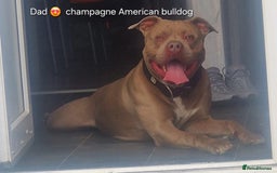 Mixed Breed dogs for sale: Old english bulldross cross american bulldog 😍❤️  - Advert 25