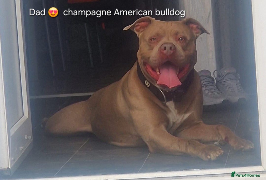 Mixed Breed dogs for sale: Old english bulldross cross american bulldog 😍❤️  - Advert 25