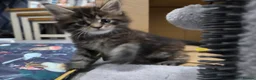 Maine Coon cats for sale: 🌟 1 Stunning Torbie girl left 🌟 TICA reg'd🌟 - Advert 27