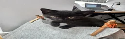 Mixed Breed cats for sale: Kittens looking for forever home in Glasgow - Advert 13