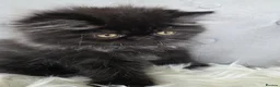 Persian cats for sale: Persian Kittens - Advert 7
