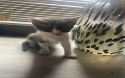 Ragdoll cats for sale: OPEN TO OFFERS!BEAUTIFUL RAGDOLL X SIAMESE KITTENS - Image 14