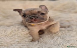 French Bulldog dogs for sale: Rosie litter  - Image 9
