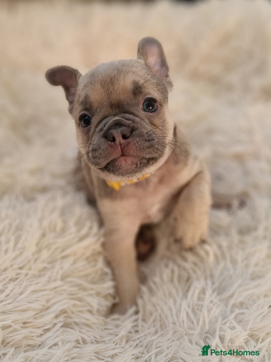 French Bulldog dogs for sale: Rosie litter  - Image 9