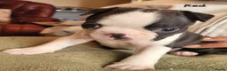 Boston Terrier dogs for sale: Beautiful Boston Babies looking for forever family - Advert 23