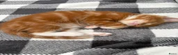 Mixed Breed cats for sale: 5 HALF-RAGDOLL KITTENS ❤️ - Advert 6