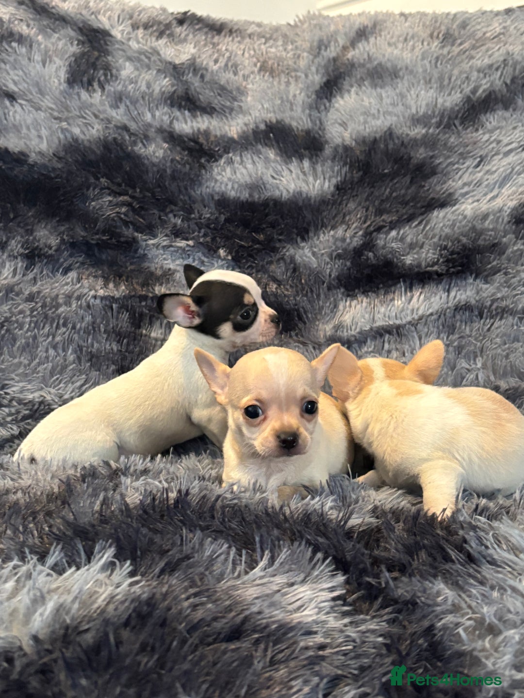Chihuahua dogs for sale: Chihuahua puppy’s  - Image 17
