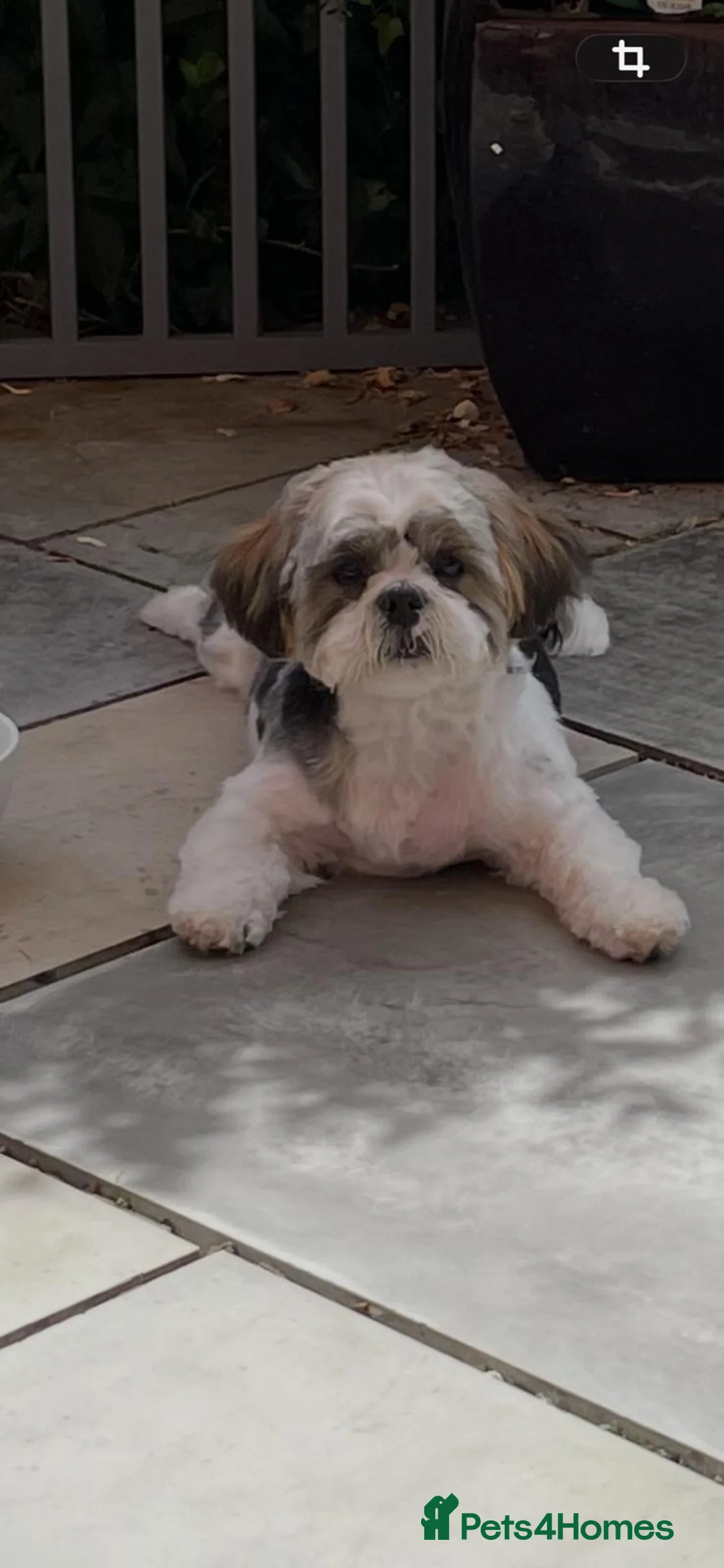 Shih Tzu dogs for sale: Bertie  - Advert 1