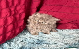 British Shorthair cats for sale: Adorable British shorthair kittens  - Image 13