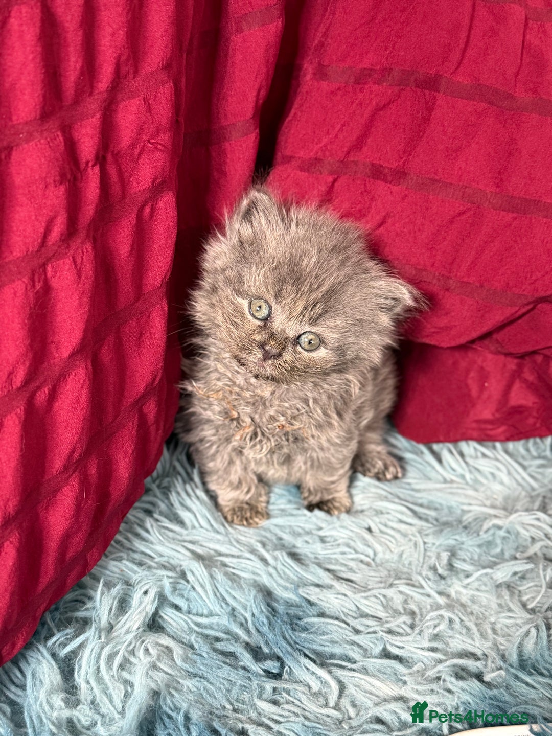 British Shorthair cats for sale: Adorable British shorthair kittens  - Image 13