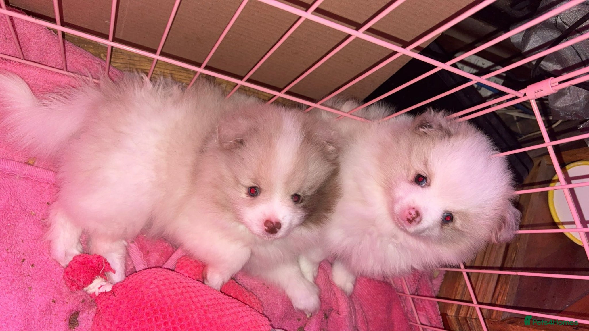 Pomeranian dogs for sale: beautiful Pomeranians  boys - Advert 1