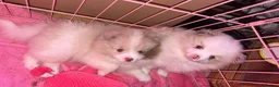 Pomeranian dogs for sale: beautiful Pomeranians  boys - Advert 1