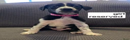 Mixed Breed dogs for sale: Belgian malinios x Dalmatian puppies 10 weeks old  in Oxford - Advert 4
