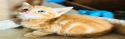 Mixed Breed cats for sale: Beautiful Kittens 🐱!!! - Advert 13