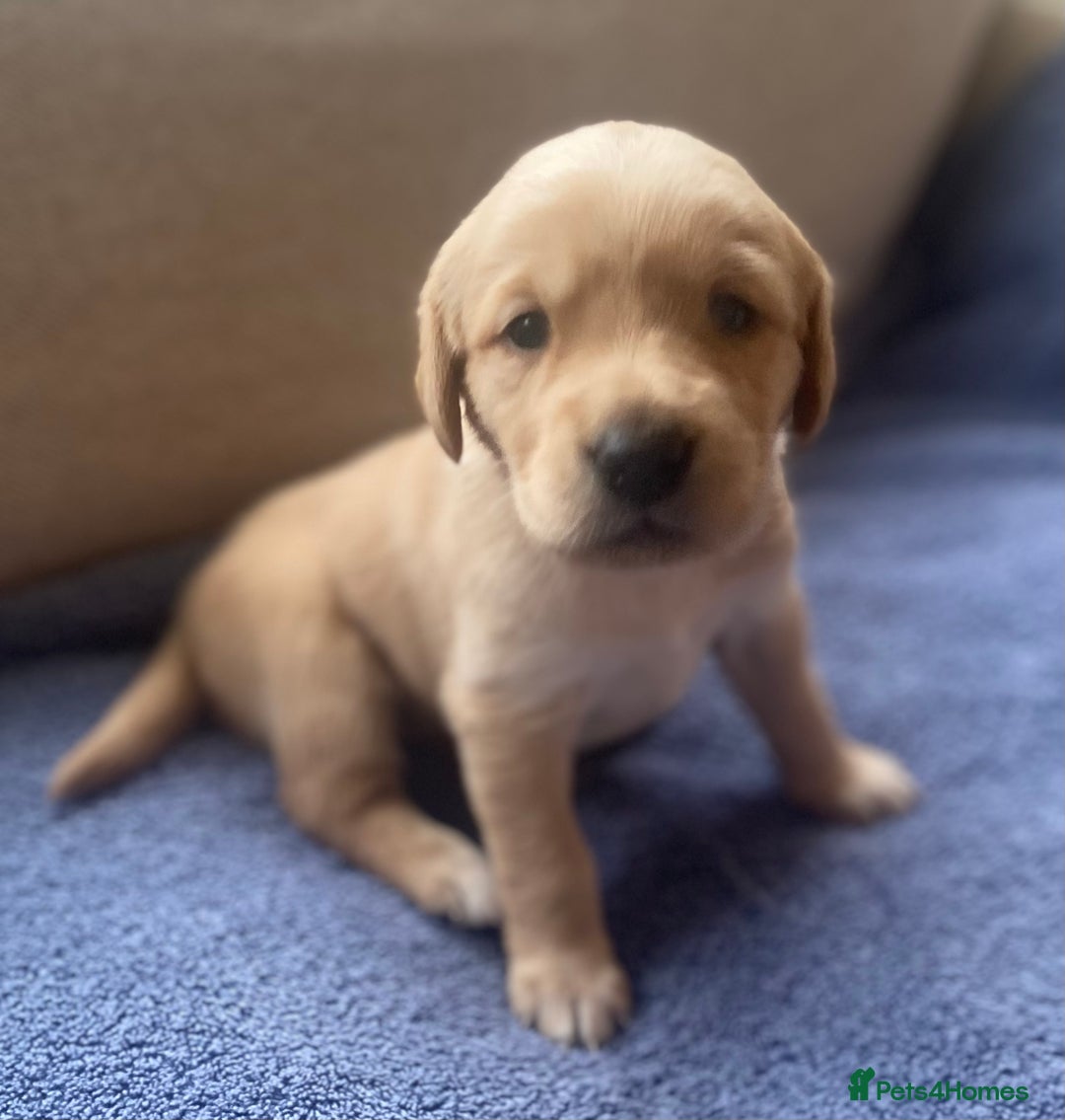 Goldador dogs for sale: 🐾7 Beautiful Labrador x Retriever Puppies🐾 - Advert 1