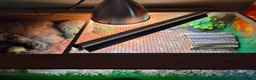 Tortoise reptiles for sale: Horsfield tortoise and full set up - Advert 10