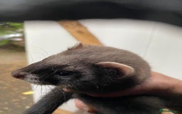 Ferret rodents for sale: 2 ferrets For sale  - Image 1
