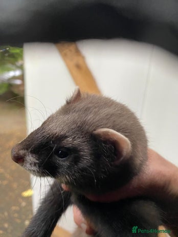 Ferret rodents - Advert 10