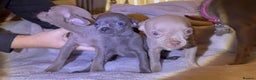 Chihuahua dogs for sale: Three Boy Chihuahuas | Lilac & Blue | Ready - Advert 11