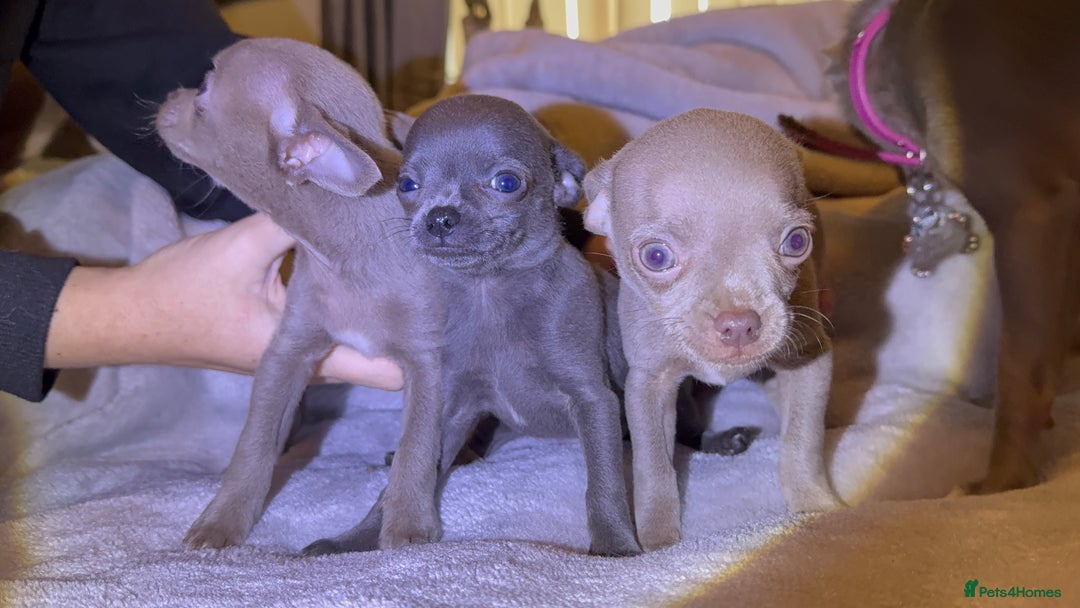 Chihuahua dogs for sale: Three Boy Chihuahuas | Lilac & Blue | Ready - Advert 11