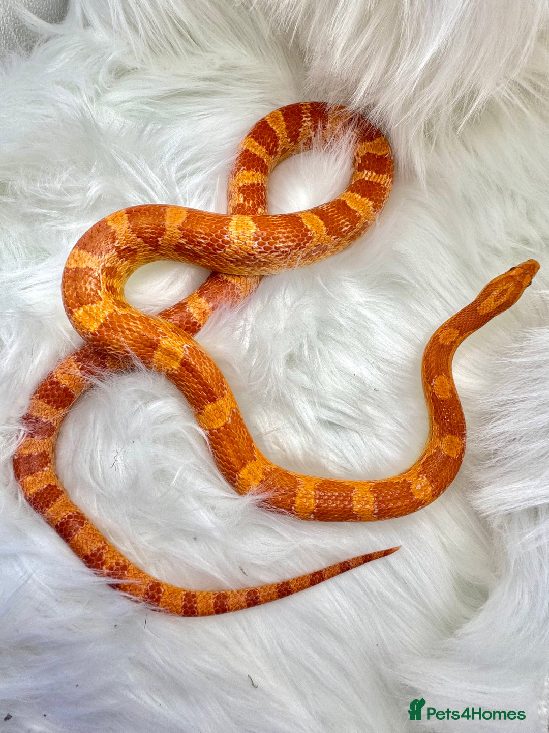 Python Snake reptiles for sale: Royal Ball Python & a Corn Snake - Advert 7