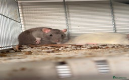 Rat rodents for sale: 4 gorgeous female dumbo rats - Image 2