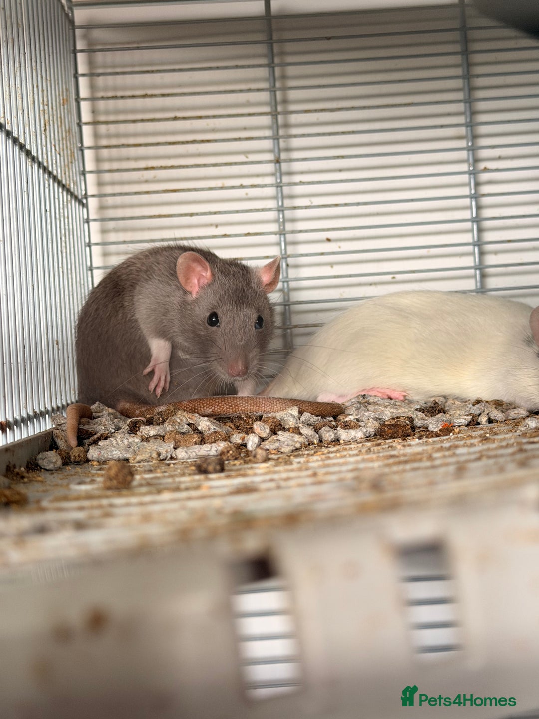 Rat rodents for sale: 4 gorgeous female dumbo rats - Image 2
