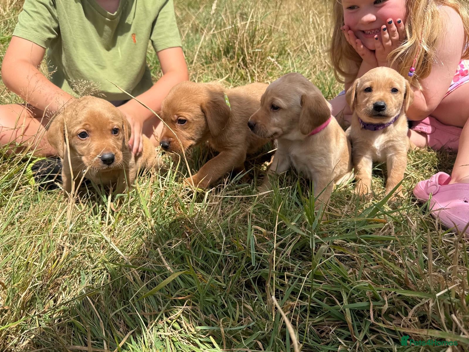 Labrador Retriever dogs Gorgeous fox red and yellow Labrador puppies  - Advert 12