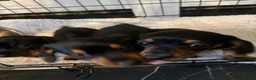 Miniature Dachshund dogs for sale: Miniature Dachshund Puppies in Houghton le Spring - Advert 7
