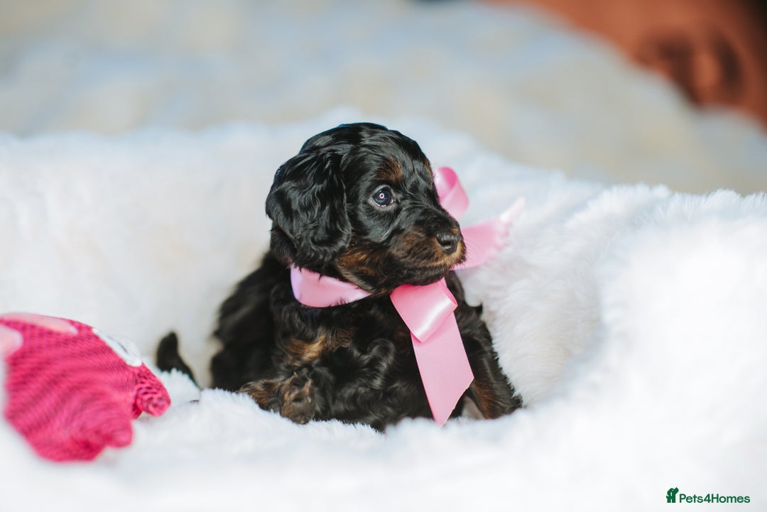 Cockapoo dogs for sale:  READY NOW!! 💙🐶💙2 boys Amazing F1b Cockapoos  - Advert 17