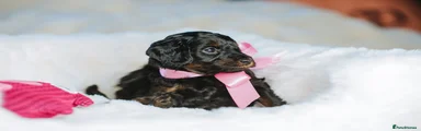 Cockapoo Puppy 3