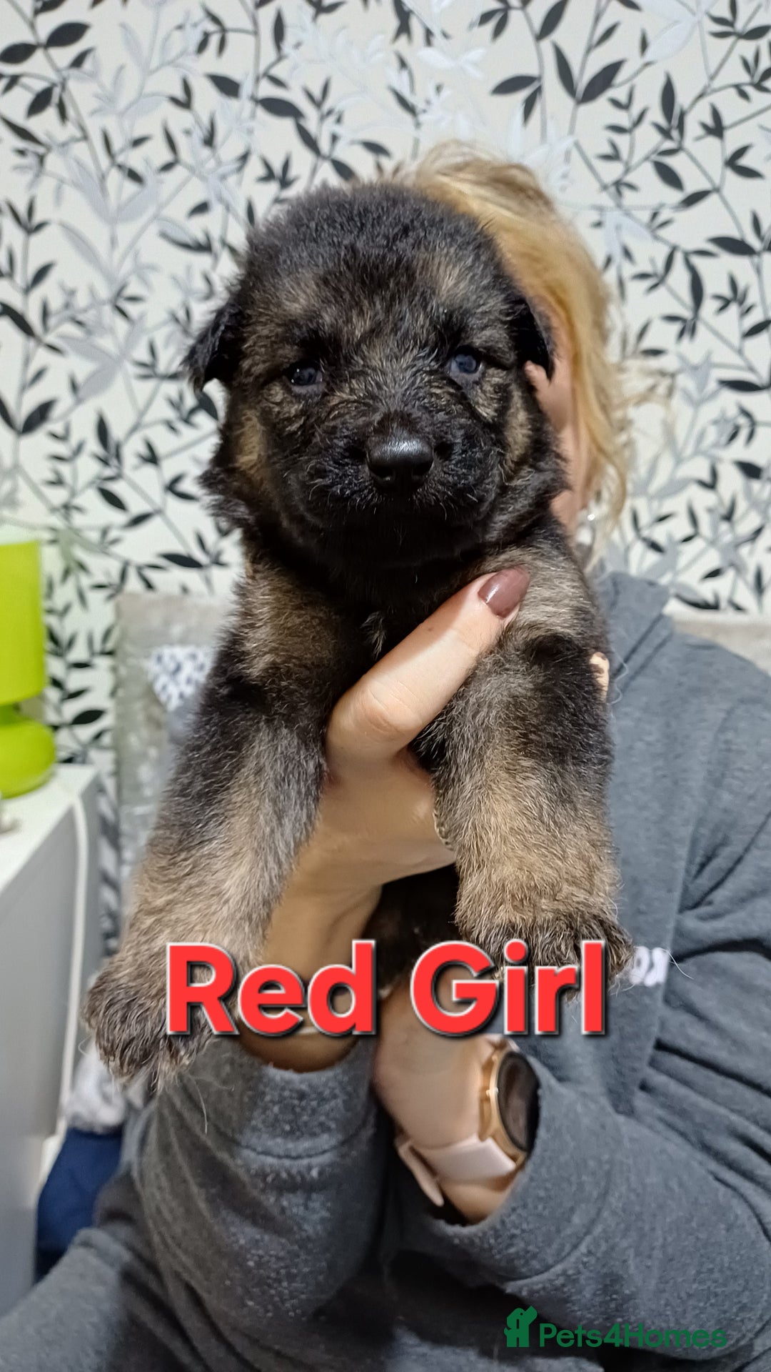 German Shepherd dogs for sale: German Shepherd Puppies - Advert 9