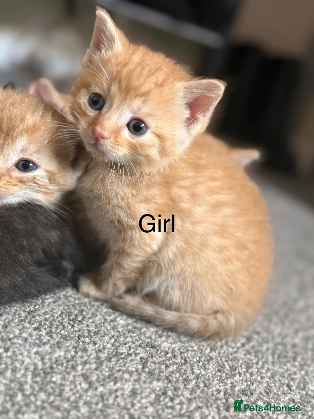 Mixed Breed cats for sale: Ginger kittens  - Advert 2
