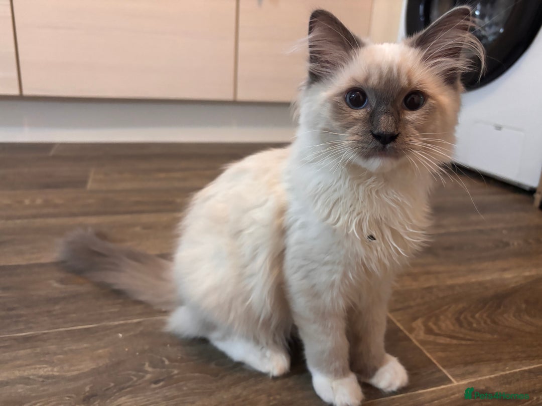 Ragdoll cats for sale: GCCF ragdoll - Image 3
