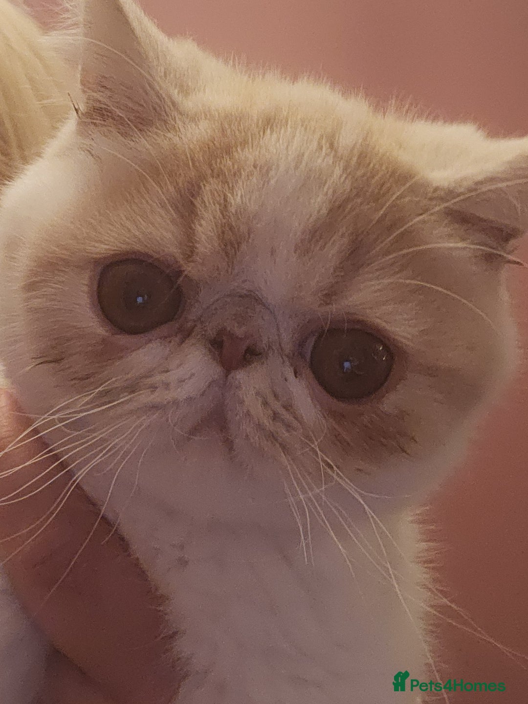 Exotic cats for sale: OUTSTANDING QUALITY EXOTIC KITTENS  - Image 4