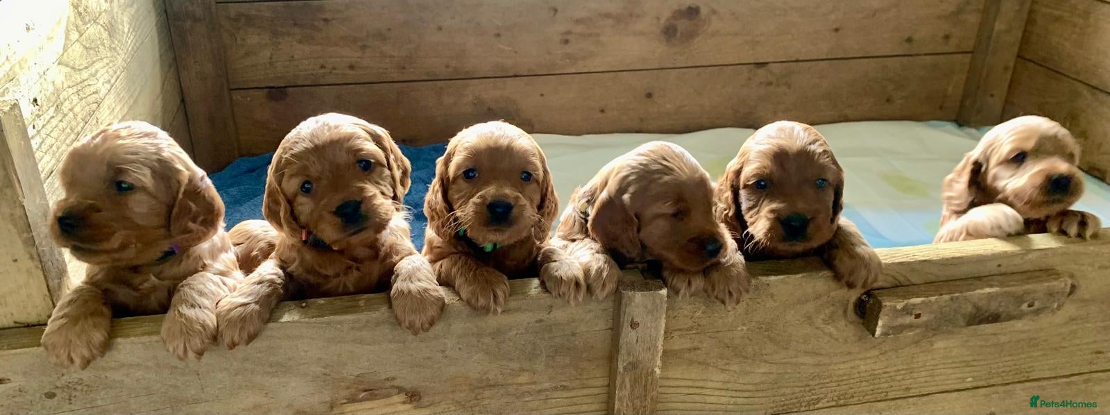 Cockapoo dogs F1 Cockapoo puppies - Advert 1