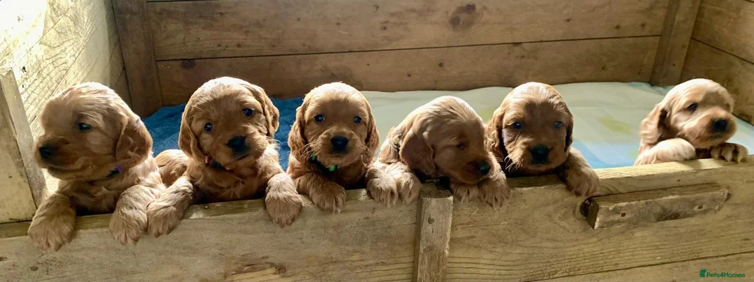 Cockapoo dogs for sale: F1 Cockapoo puppies - Advert 1