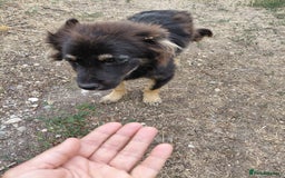 Mixed Breed dogs for adoption: ROBY, a superb puppy boy - for a Loving Home - Image 6