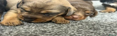 Mixed Breed Puppy 4