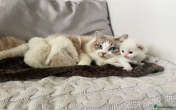 Ragdoll cats for sale: TICA registered blue mink ragdoll kitten - Image 15