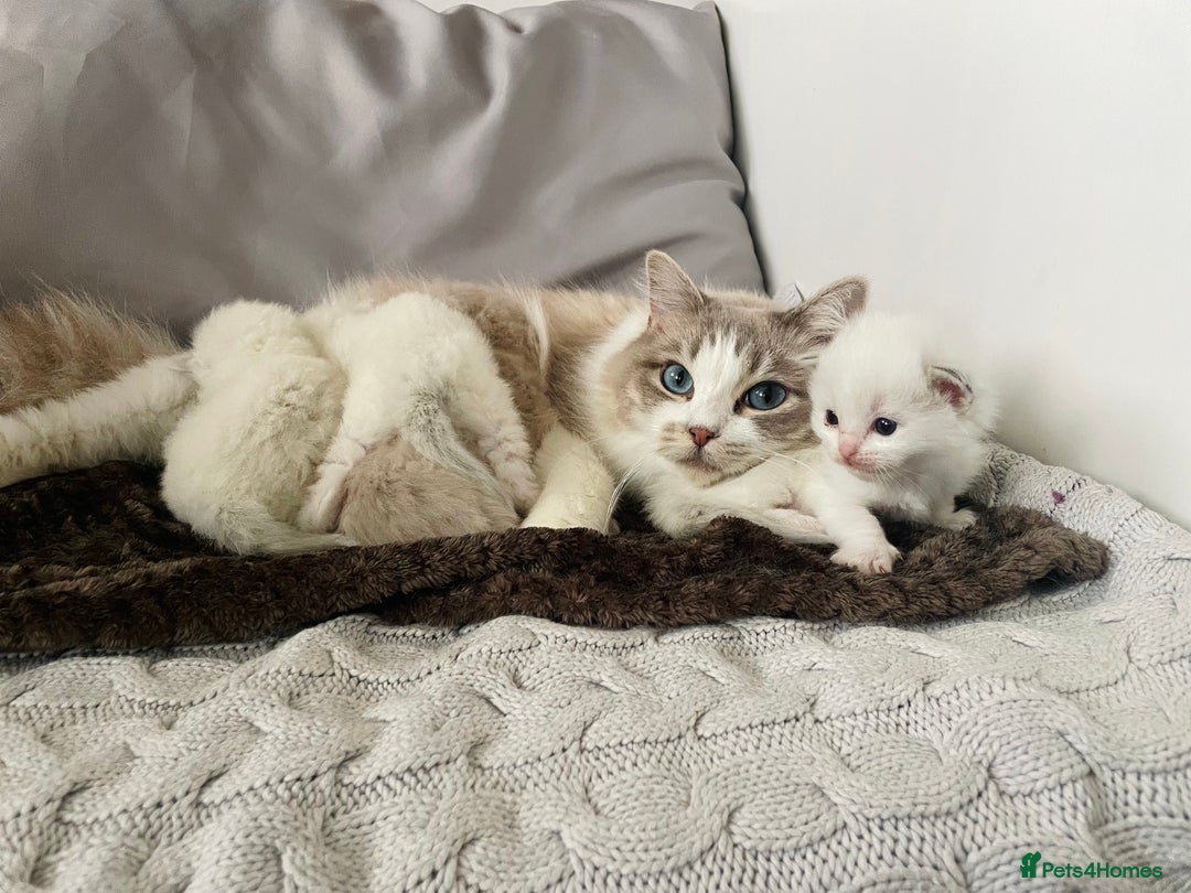 Ragdoll cats for sale: TICA registered blue mink ragdoll kitten - Image 15