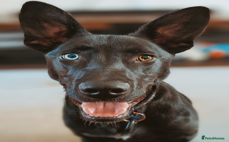 Mixed Breed dogs - Advert 1