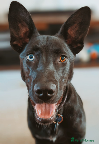 Mixed Breed dogs - Advert 1