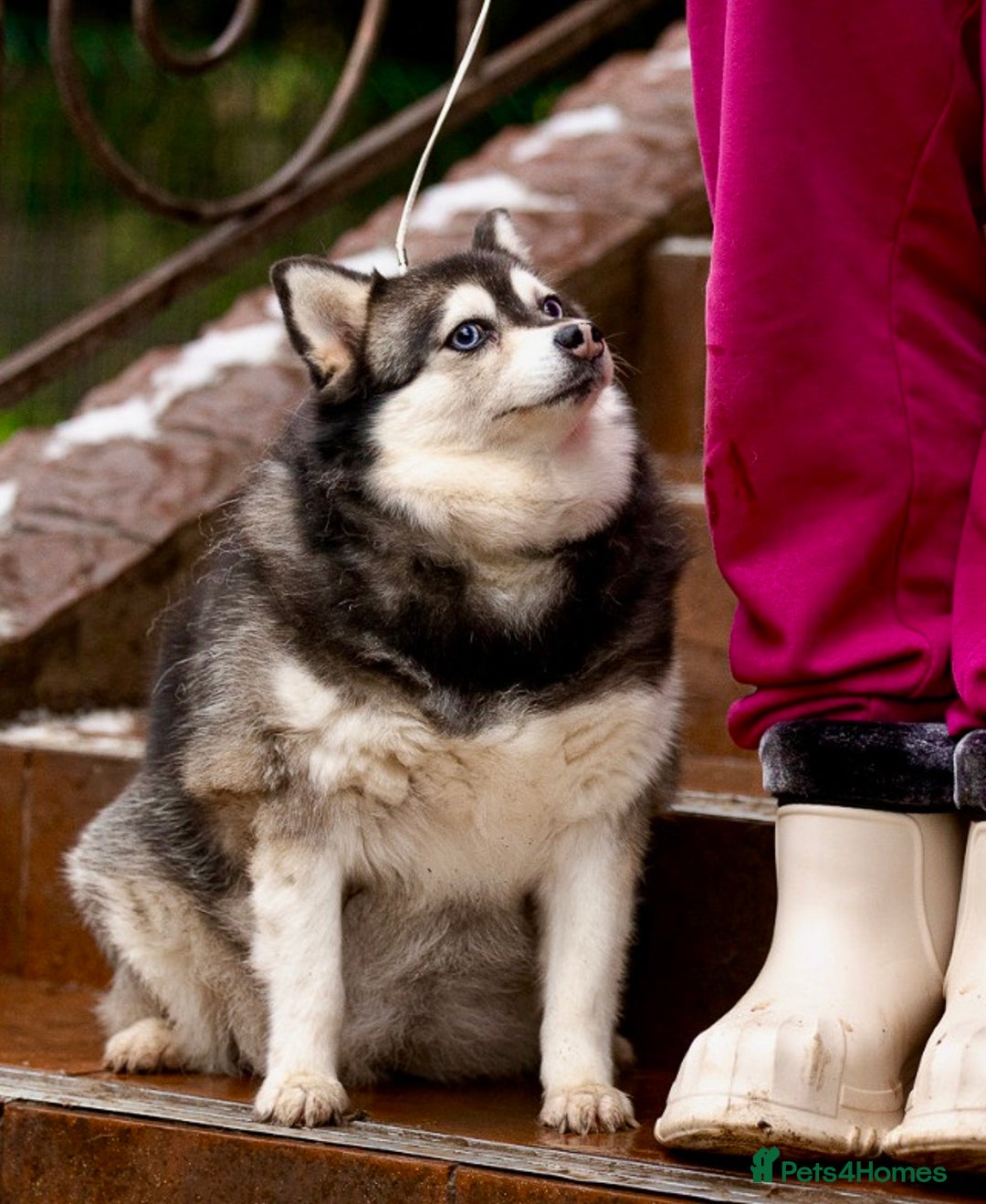 Pomsky dogs for adoption: GERA – Stunning blue-eyed Pomsky - Advert 7